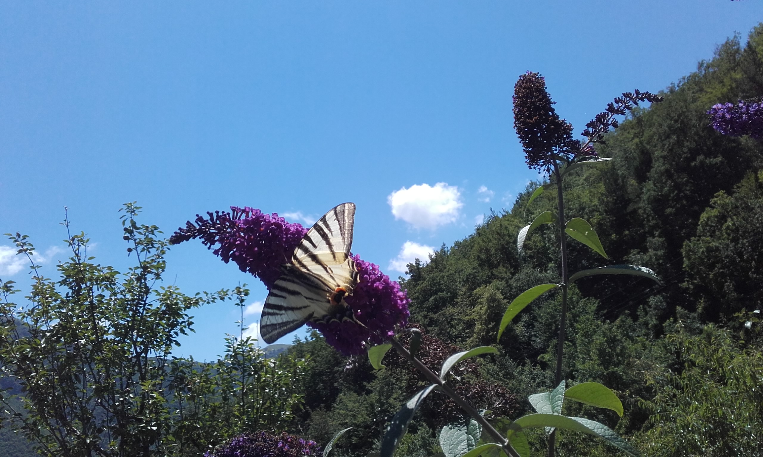 Beautiful Village Home with Guest House – Perfect for B&B or Holiday Hosting - Image 1