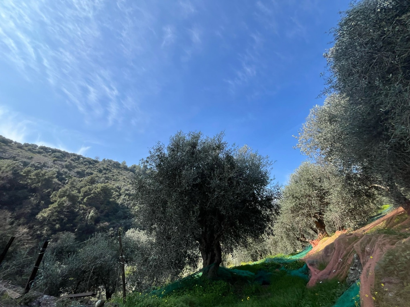 Terreno agricolo in Vendita