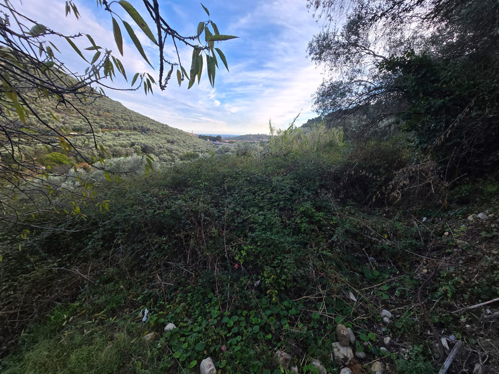 Land in Castellaro with access for small vehicles