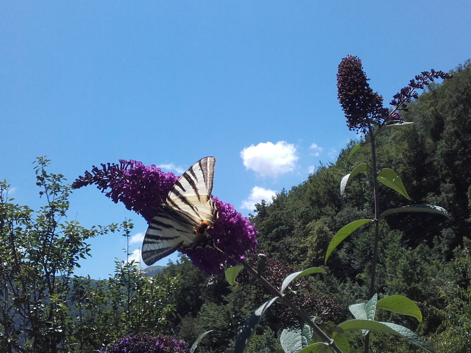 Bellissima Casa di Villaggio con Dependance – Perfetta per B&B o Ospitalità per Vacanze